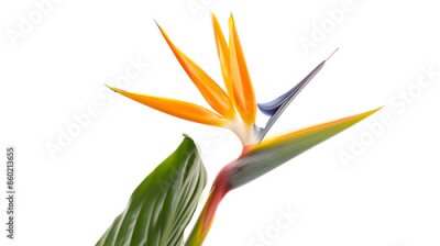 Papier peint  Strelitzia reginae flower Bird of paradise flower with leaf Tropical flower isolated on white background with clipping path : Generative AI