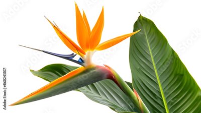 Papier peint  Strelitzia reginae flower Bird of paradise flower with leaf Tropical flower isolated on white background with clipping path : Generative AI