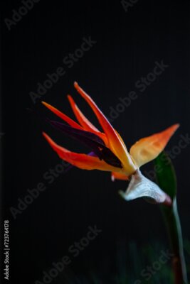 Papier peint  strelitzia reginae flower, bird of paradise on black background isolated vertical selective focus