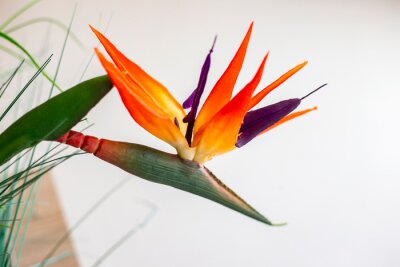 Papier peint  strelitzia reginae flower, bird of paradise on white background isolated   
