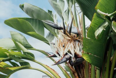 Papier peint  Strelitzia reginae flower blooming. Bird of paradise flower. Exotic plant