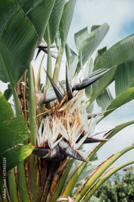 Papier peint  Strelitzia reginae flower blooming. Bird of paradise flower. Exotic plant