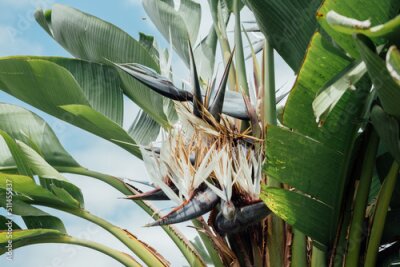 Papier peint  Strelitzia reginae flower blooming. Bird of paradise flower. Exotic plant