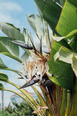 Papier peint  Strelitzia reginae flower blooming. Bird of paradise flower. Exotic plant