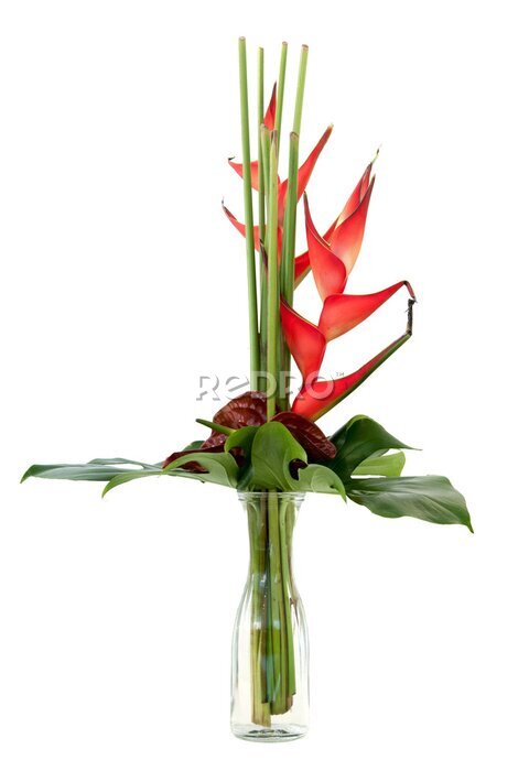 Papier peint  Strelitzia reginae flower bouquet as card for love present gift or even a funeral