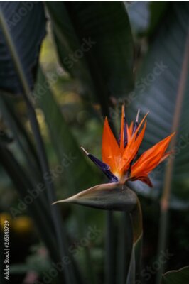 Papier peint  Strelitzia Reginae flower ( buird of paradise flower ) on green leaves background