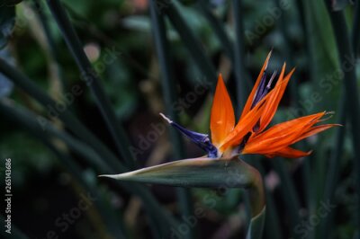 Papier peint  Strelitzia Reginae flower ( buird of paradise flower ) on green leaves background