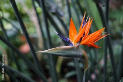 Papier peint  Strelitzia Reginae flower buird of paradise flower on green leaves background