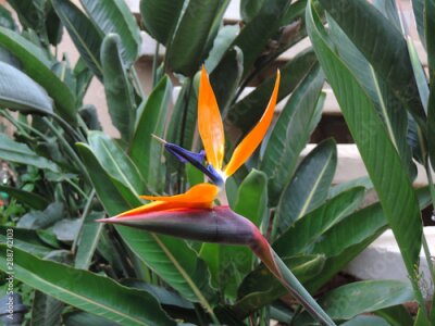 Papier peint  Strelitzia Reginae flower closeup
