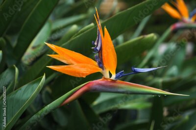 Papier peint  Strelitzia Reginae flower closeup (bird of paradise flower)