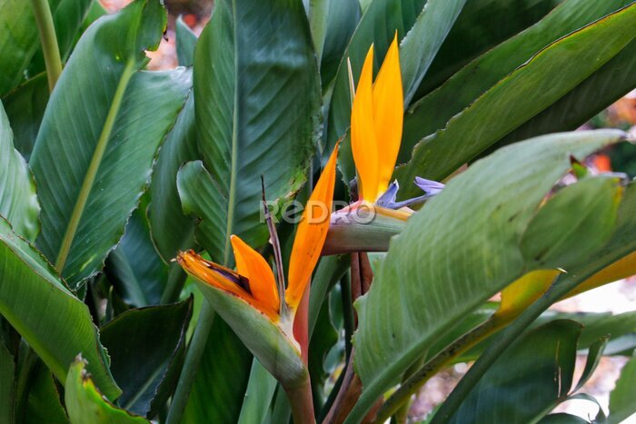 Papier peint  Strelitzia Reginae flower closeup (bird of paradise flower). 