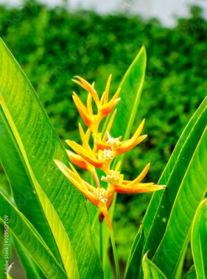 Papier peint  Strelitzia Reginae flower closeup (bird of paradise flower) in the garden