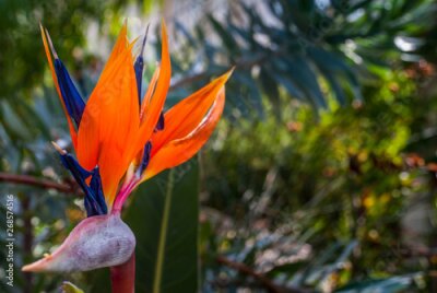 Papier peint  Strelitzia Reginae flower closeup (bird of paradise flower). Madeira island