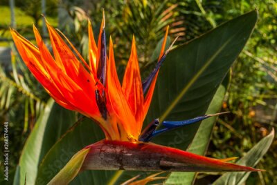 Papier peint  Strelitzia Reginae flower closeup (bird of paradise flower). Madeira island