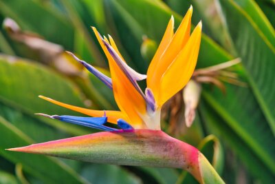 Papier peint  Strelitzia Reginae flower closeup, bird of paradise flower. Madeira island, Portugal