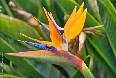 Papier peint  Strelitzia Reginae flower closeup, bird of paradise flower. Madeira island, Portugal