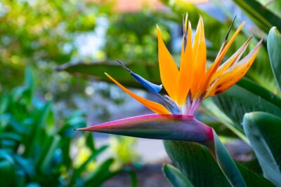 Papier peint  Strelitzia Reginae flower closeup, Bird of paradise flower, Symbol of Madeira island
