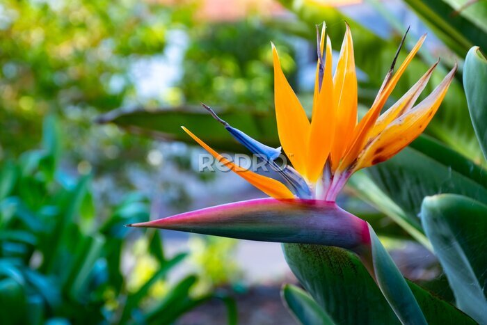 Papier peint  Strelitzia Reginae flower closeup, Bird of paradise flower, Symbol of Madeira island