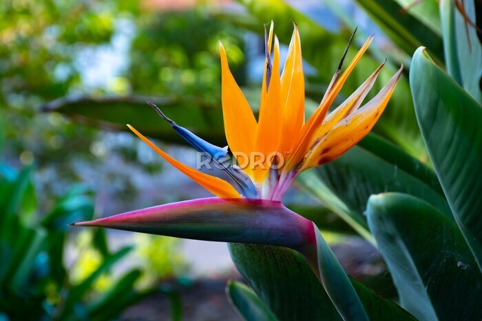 Papier peint  Strelitzia Reginae flower closeup, Bird of paradise flower, Symbol of Madeira island