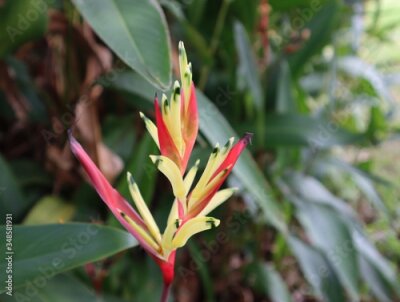 Papier peint  Strelitzia Reginae flower closeup  blossom in garden