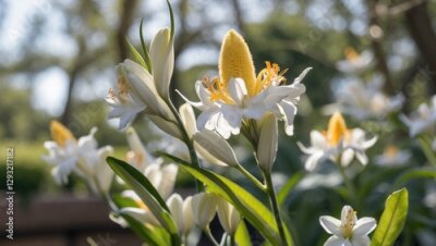 Papier peint  Strelitzia Reginae Flower Closeup in Bloom Showcasing Vibrant White Petals Against a Soft Garden Background