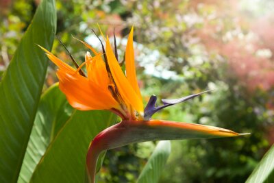 Papier peint  Strelitzia Reginae flower closeup. Yellow Tropical Heliconia, bird of paradise flower. Crane flower.