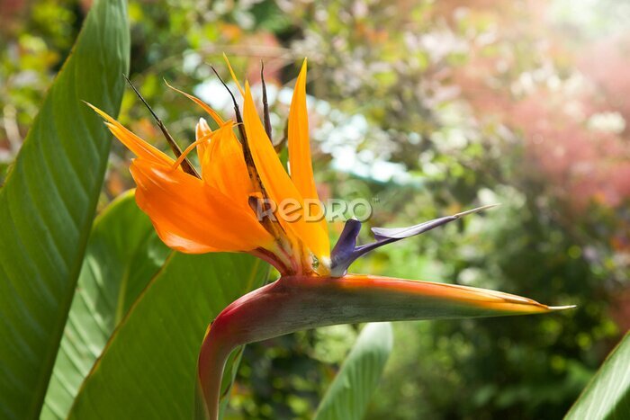 Papier peint  Strelitzia Reginae flower closeup. Yellow Tropical Heliconia, bird of paradise flower. Crane flower.
