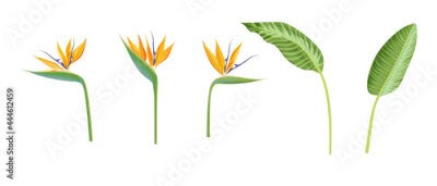 Papier peint  Strelitzia Reginae flower collection. Green leaves, orange and violet blossom design set. Tropical plant Crane or bird of paradise. Realistic Vector illustration isolated on white background.