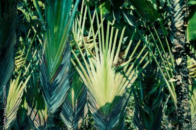 Papier peint  Strelitzia reginae flower commonly called crane flower