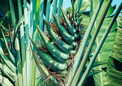 Papier peint  Strelitzia reginae flower commonly called crane flower