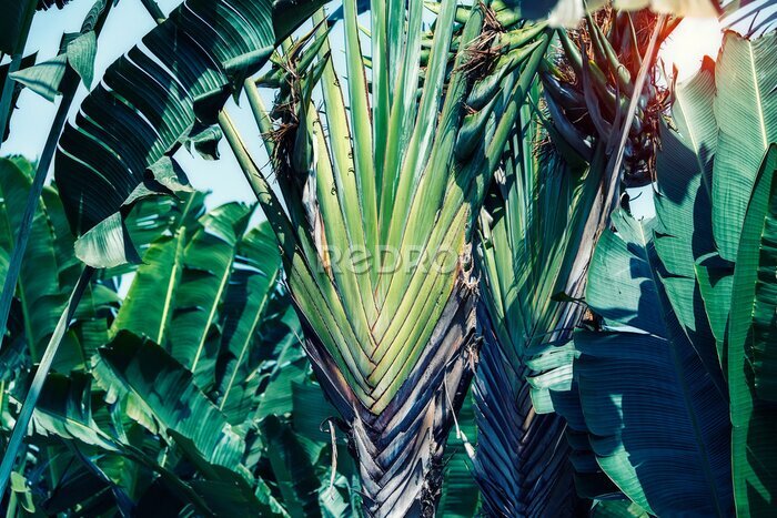 Papier peint  Strelitzia reginae flower commonly called crane flower