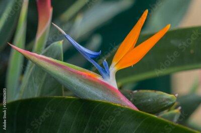 Papier peint  Strelitzia reginae flower from Madeira island, Portugal 