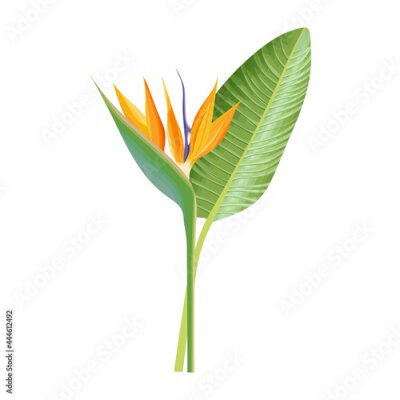 Papier peint  Strelitzia Reginae flower. Green leaf, orange and violet blossom. Tropical plant Crane flower or bird of paradise. Floral botanical Realistic Vector illustration isolated on white background.