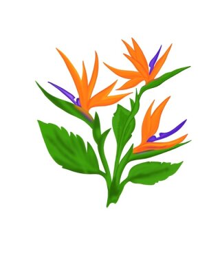 Papier peint  Strelitzia Reginae flower illustration collection isolated on white. Green leaves, orange and violet blossom realistic design set. South African plant, so called crane or bird of paradise.