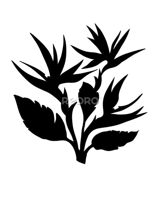 Papier peint  Strelitzia Reginae flower illustration collection isolated on white. Green leaves, orange and violet blossom realistic design set. South African plant, so called crane or bird of paradise.