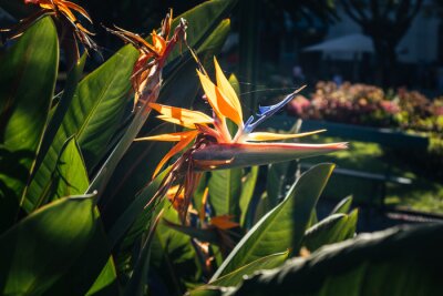 Papier peint  Strelitzia reginae flower in a whole garden