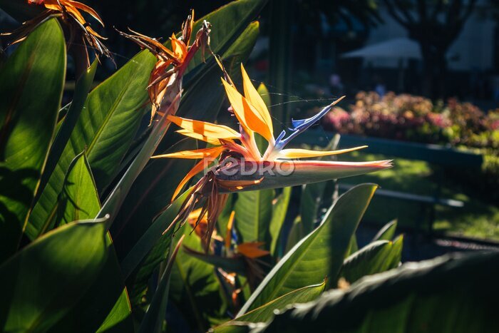 Papier peint  Strelitzia reginae flower in a whole garden