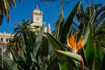 Papier peint  Strelitzia reginae flower in Malaga with the town hall in the background