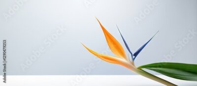 Papier peint  Strelitzia reginae flower in orange and blue showcasing delicate petals on the left against a soft grey background with ample copy space.