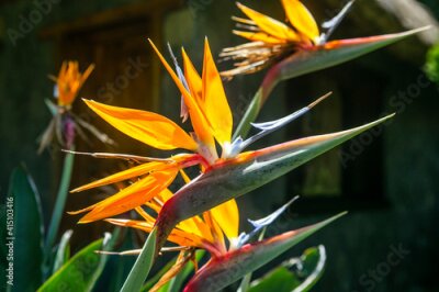 Papier peint  Strelitzia Reginae flower in South Africa...