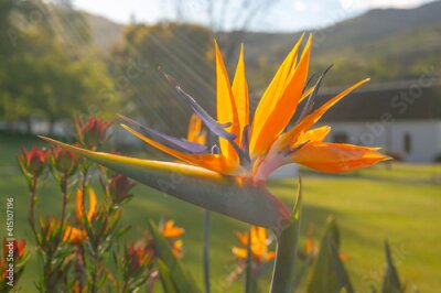 Papier peint  Strelitzia Reginae flower in South Africa...