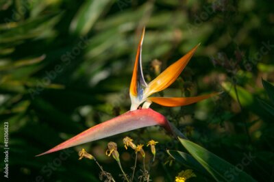 Papier peint  Strelitzia Reginae flower in South Africa...