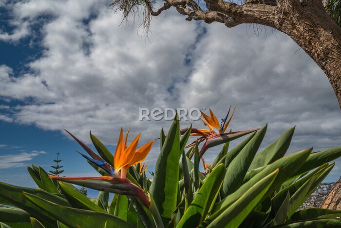 Papier peint  Strelitzia reginae flower in the botanic garden in Funchal, Madeira, Portugal