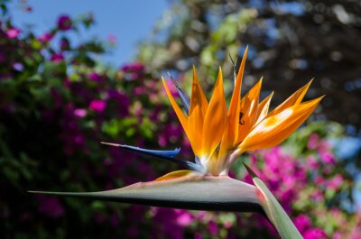 Papier peint  Strelitzia reginae flower in the foreground