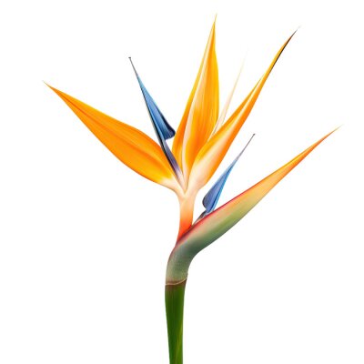 Papier peint  Strelitzia reginae flower isolated on transparent background with copy space