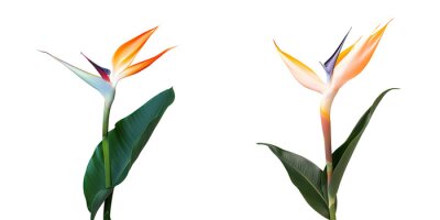 Papier peint  Strelitzia reginae flower isolated on transparent background with copy space