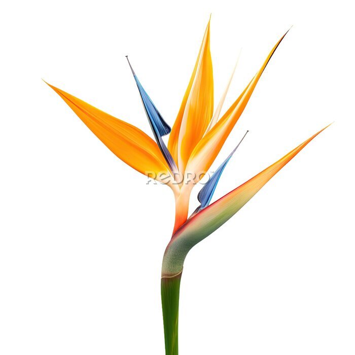 Papier peint  Strelitzia reginae flower isolated on transparent background with copy space