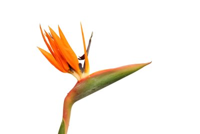 Papier peint  Strelitzia Reginae flower isolated on white background