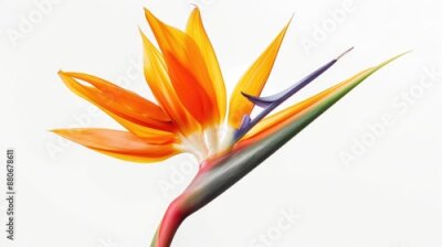 Papier peint  Strelitzia reginae flower isolated on white background