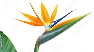 Papier peint  Strelitzia reginae flower isolated on white background
